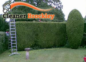 Hedge Maintenance Brockley